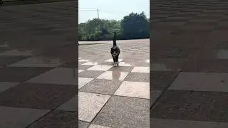Cat with mustache bullied by a bird. #shortsfeed #viral #funny #cat #catvideos #cats #bird #birds