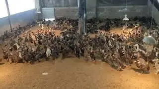 our duck farm visit
