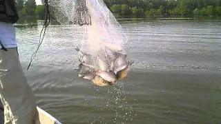 Cast netting Shad, Arkansas River