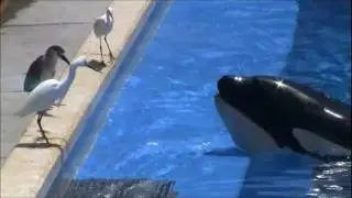 Kalia Hunting Birds