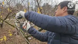 Peach tree pruning