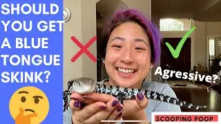 PROS AND CONS OF A BLUE TONGUE SKINK! // Halmahera Blue Tongue