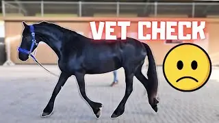 Vet check for Reintje. Can we help her? | Friesian Horses