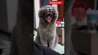 Cut animal cats #cutanimals #cute #catlover