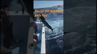 Monster Bull Mahi Mahi. Costa Rica 2023