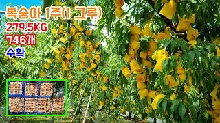 복숭아 한 그루에서 746개 수확… 무게만 279kg 실화냐?!