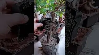 Unique Plant Grafting Tool: Modern Agricultural Innovation #smartfarming #gardeningtips