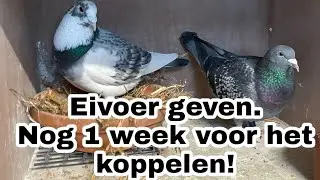 eivoer geven | nog 1 week voor het koppelen! | Postduiven |