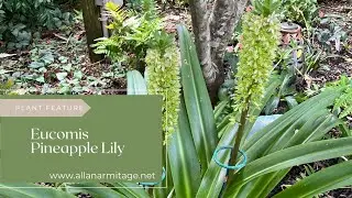 Eucomis Pineapple Lily