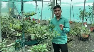 19.propagation method Sapota by@Agriwithdharmendra