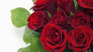 Rose Day Wishes Whatsapp Wallpaper Images