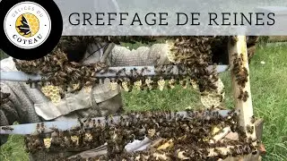 Nouvelle technique pour nous, le greffage de reines!