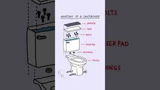 Anatomy of a skateboard #skateboarding #skate #animation