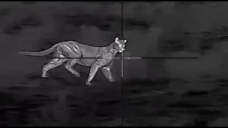 Mountain Lion Attacks Game Caller | Intense Thermal Camera Wildlife Footage