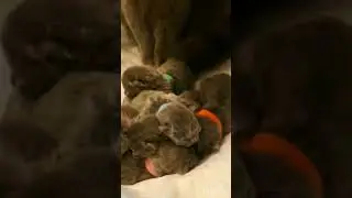 #catfunny #cat #mycutecatabm222 #funny #funnycatvideos #cat5 #catvideo #catlover #mycutecat7 #kitten