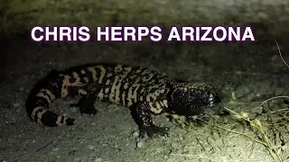 Chris Herps Arizona