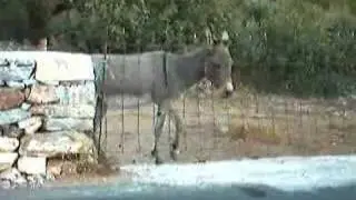 weaving donkey