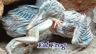 A frog's food so big it choked