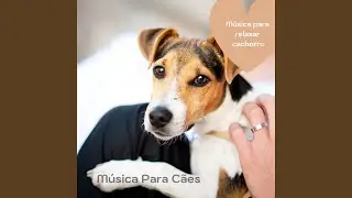 M&uacute;sica bonita para diminuir ansiedade do c&atilde;o
