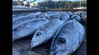 Trophy Hunter Tuna Action