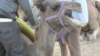 One Angry Camel - Negev Desert, Israel