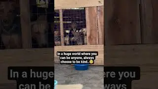 #doglover #highlights #dog #video #dogrescue #donatefood