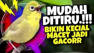 Ciak Joss Kecial Kuning MUDAH DITIRU Ampuh Bikin Kecial MACET Jadi GACOR‼️