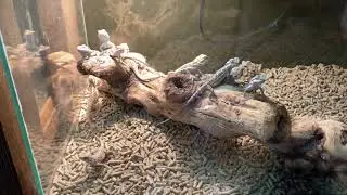 At chicago reptile house