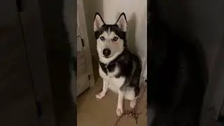 #husky destruction #huskytalking #huskytalking #dog #huskylife