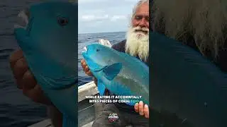 THIS FISH Creates BEACHES 😱😱😱  #fishing #fish