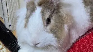 Non stop play action by the coolest rabbit in Tokyo! #bunny #rabbit #mofu #cute #viralvideo #かわいい 