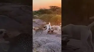 Menacing Beast Attacks Tiny Creature, 4 Dogs Fight Back #shortvideo #dog #short #shorts