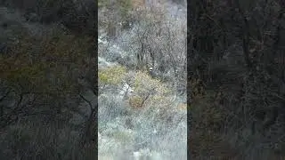 7mm PRC 175 gr ELD-X Mule deer 200 yards