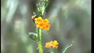 checker fiddleneck
