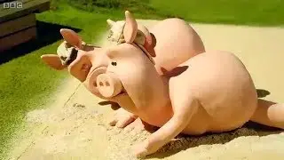 Beach Volleyball - Sheep Shaun. Cartoons For Children HD