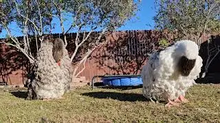 How many geese (girls) to a gander (male)