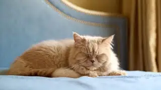 LIVE 🐾 Relaxing Night Music for Cats 🌙 | Season 1