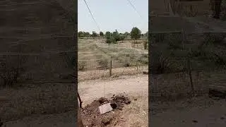 green apple ber farming in cating time