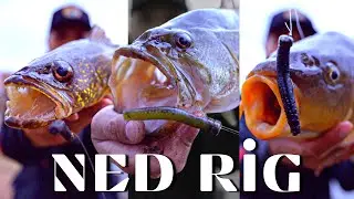 Ned Rig Catches All Kinds of Fish