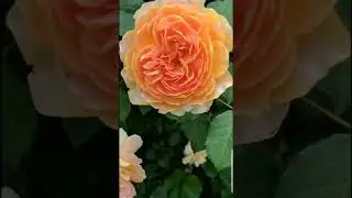 My Antique Rose Garden