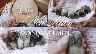 NEW LITTER ANNOUNCEMENT!