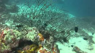 Dive Cebu Philippines