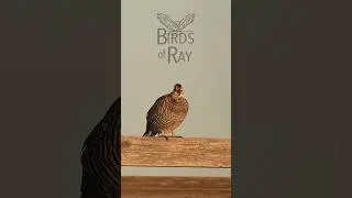 Your prairie chicken wake up call! #shorts #bird