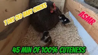 45 minutes of Baby Chick CUTENESS! #alaska #chicken #thegnomestead #asmr