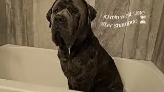 Bathing a 145lb Cane Corso🫧
