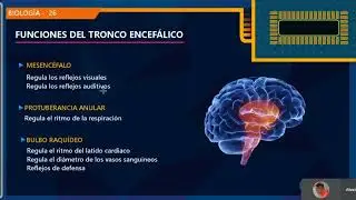 Sistema Nervioso - Biolog&iacute;a - Academia Preuniversitaria ONLINE Virtual Pre