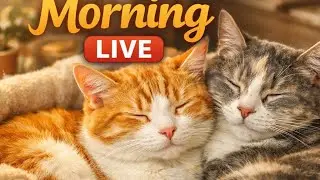 Morning cosy Balcony cat | Daily Cute, Funny, Naughty & Loving Cat Moments | Relaxing Cozy Vibes