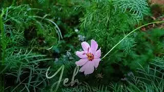 Natural beauty 😍#trending #viralshorts #flowers 