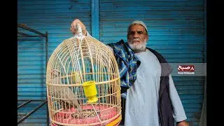 کبک‌؛ پرنده‌ی مقدس شوقی‌ها در کابل/Kah froshi Kabul
