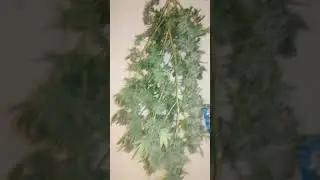 harvest the pink kush at 11 weeks